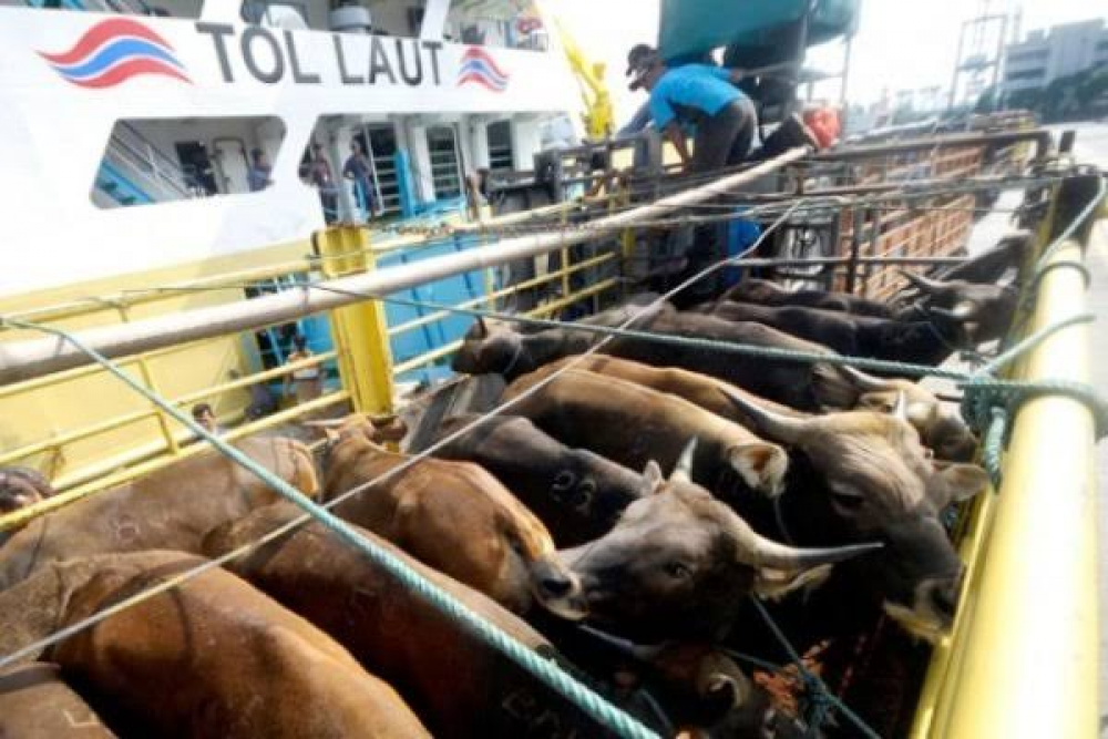 KEMENHUB GANDENG KEMENTERIAN PERTANIAN DAN BPH MIGAS OPTIMALKAN ANGKUTAN KAPAL TERNAK