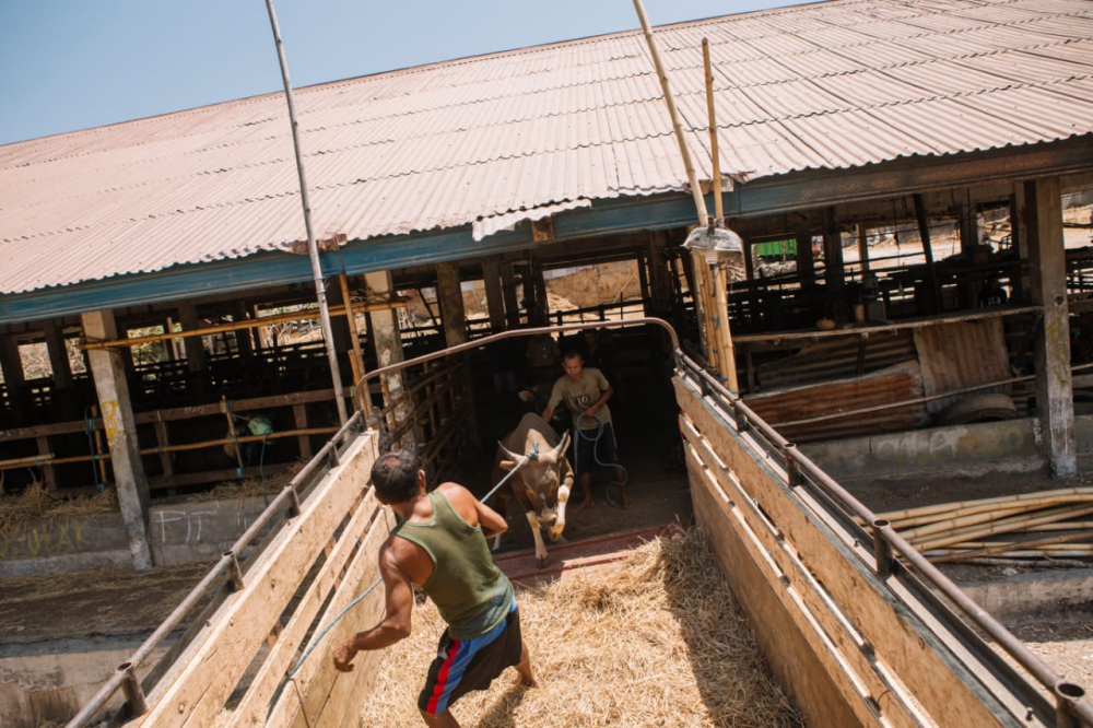 OPTIMALISASI PEMANFAATAN KAPAL TERNAK UNTUK KESEJAHTERAAN HEWAN (ANIMAL WELFARE