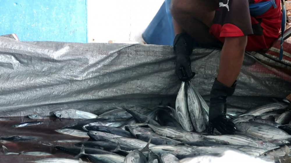 DARI PELABUHAN KUPAL, 7 TON IKAN DI BAWA KE TERNATE MENGGUNAKAN KM. QUEEN MARY