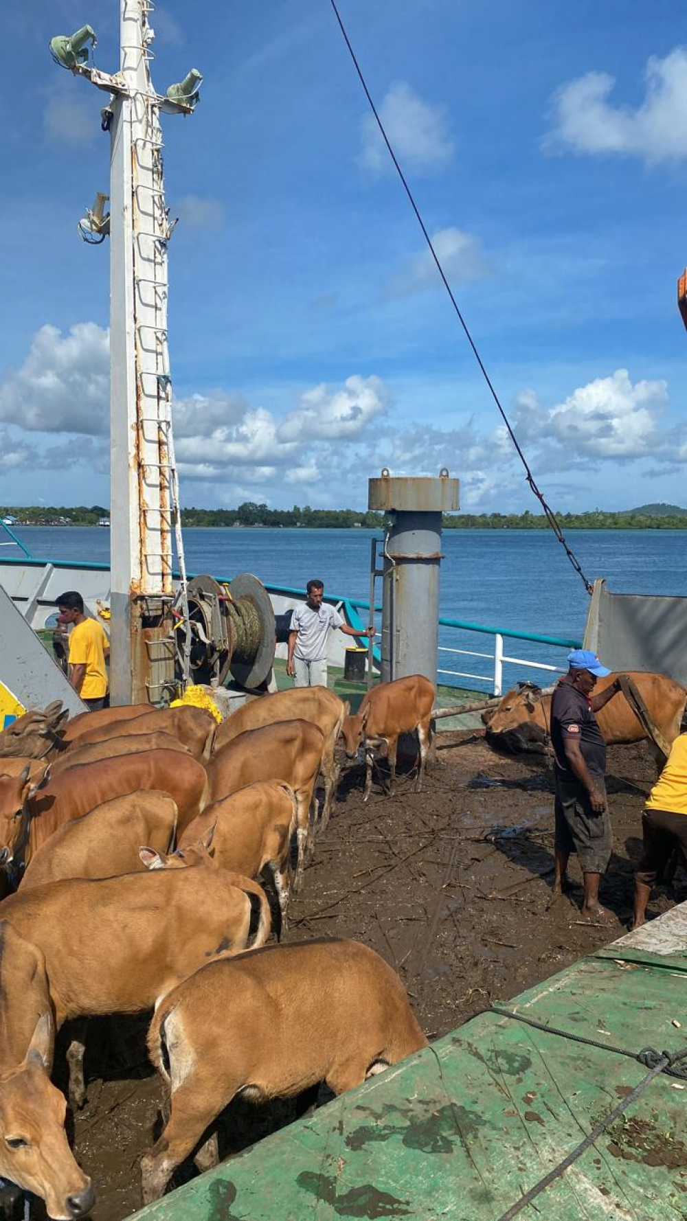 PENUHI ASPIRASI MASYARAKAT MALUKU BARAT DAYA, DUA KAPAL  PERINTIS ANGKUT HEWAN TERNAK
