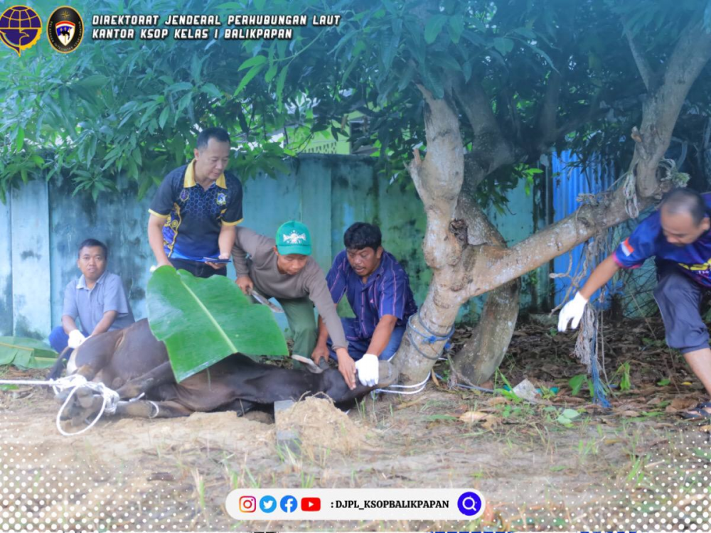 Bagikan Hewan Qurban Ke Masyarakat