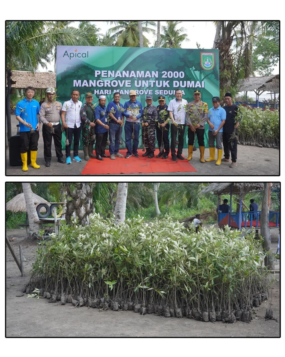 PENANAMAN 2000 MANGROVE UNTUK DUMAI