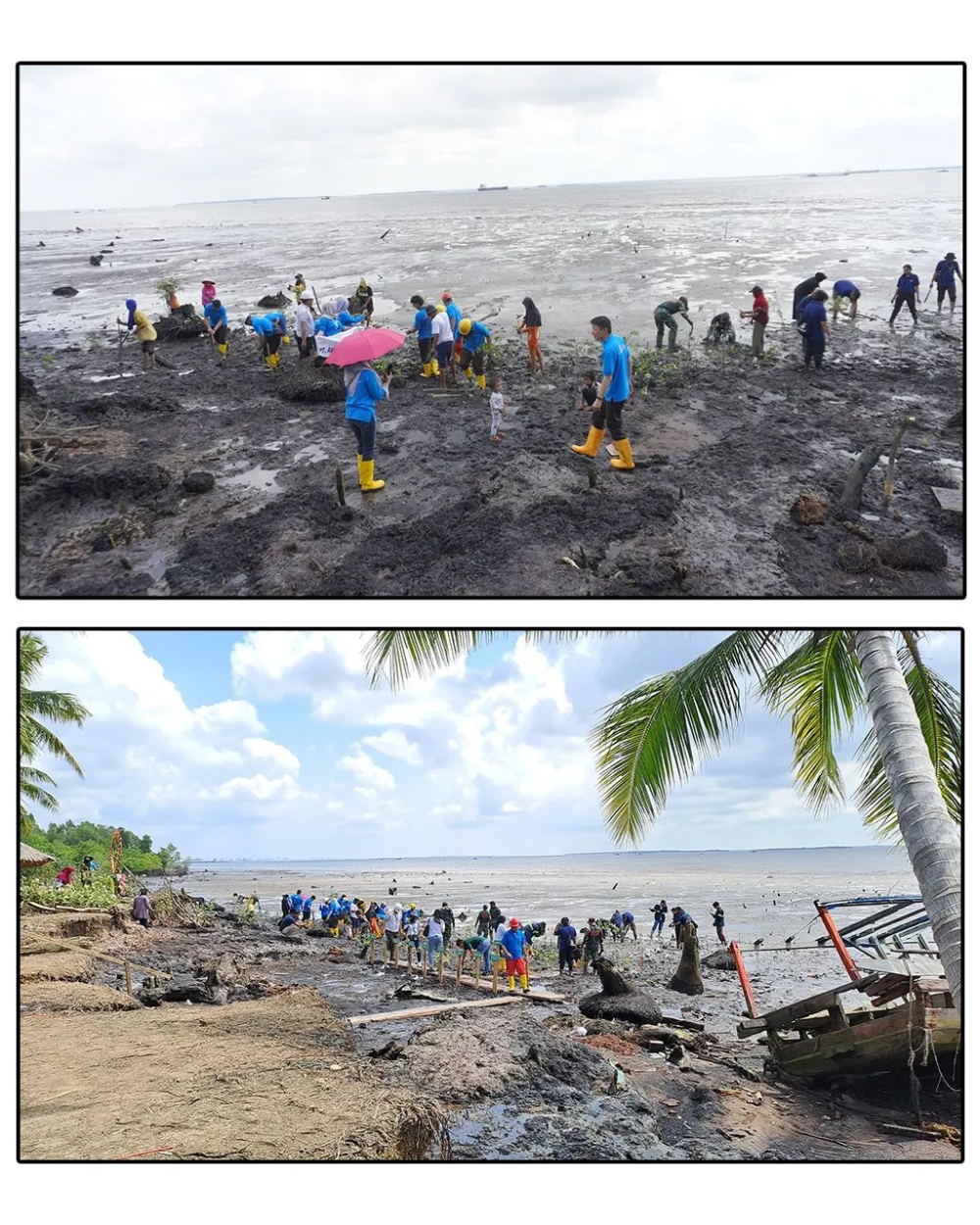 PENANAMAN 2000 MANGROVE UNTUK DUMAI