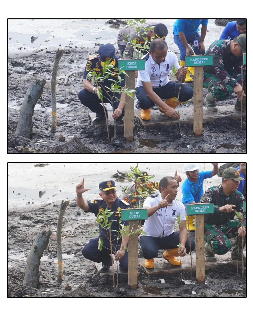 PENANAMAN 2000 MANGROVE UNTUK DUMAI