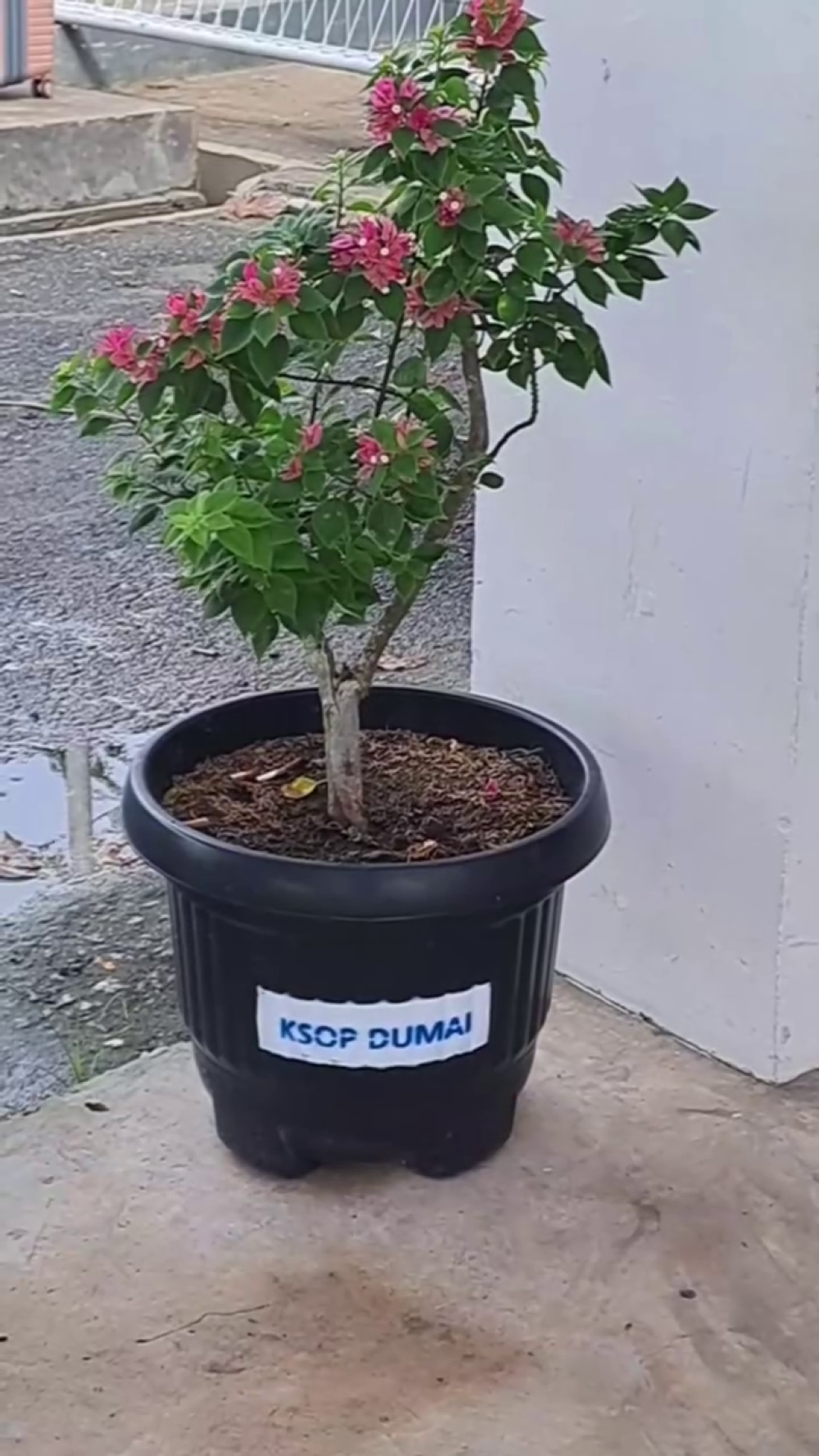 Hijaukan Masa Depan, Mulai dari Dermaga Kita