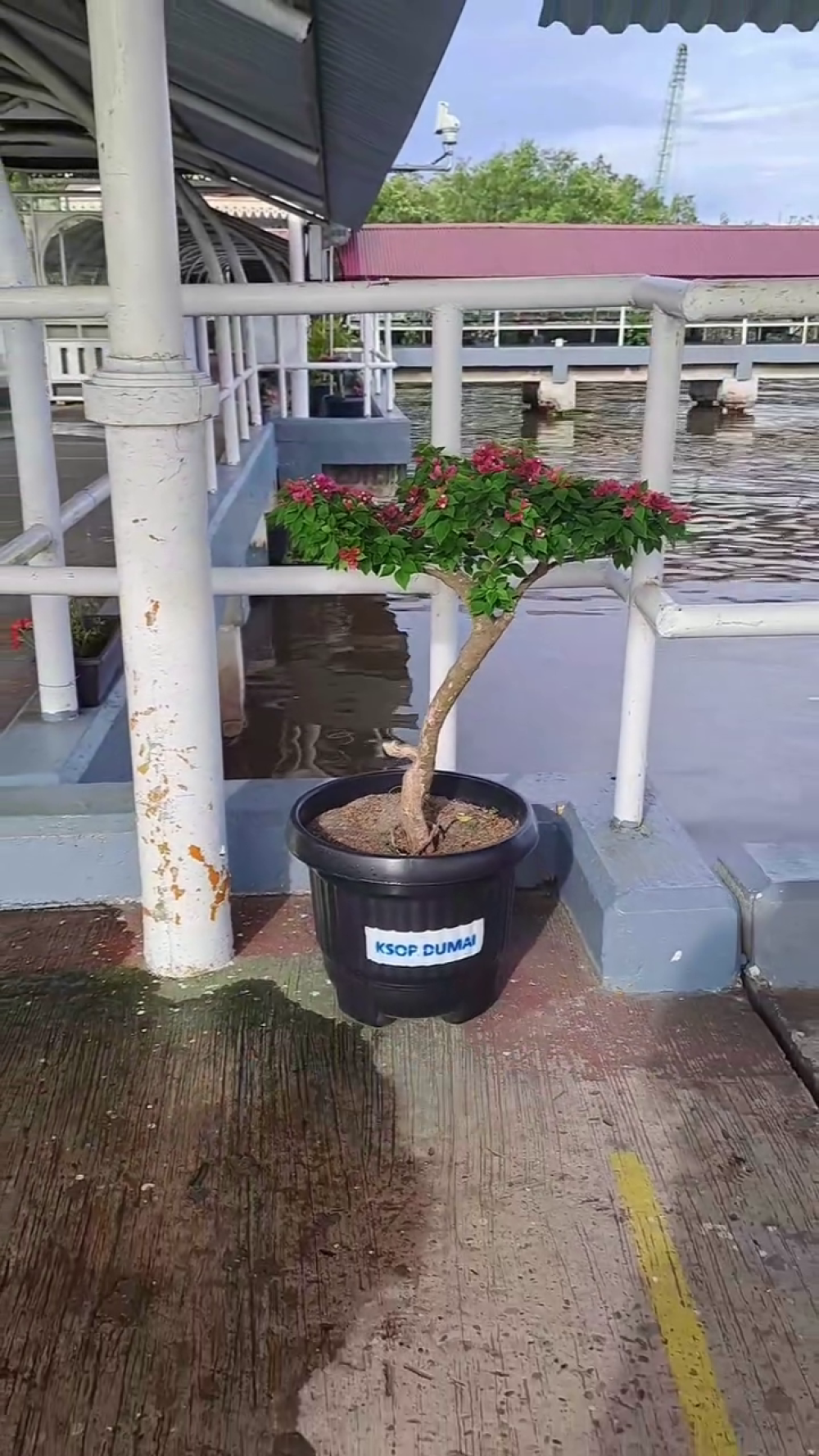 Hijaukan Masa Depan, Mulai dari Dermaga Kita