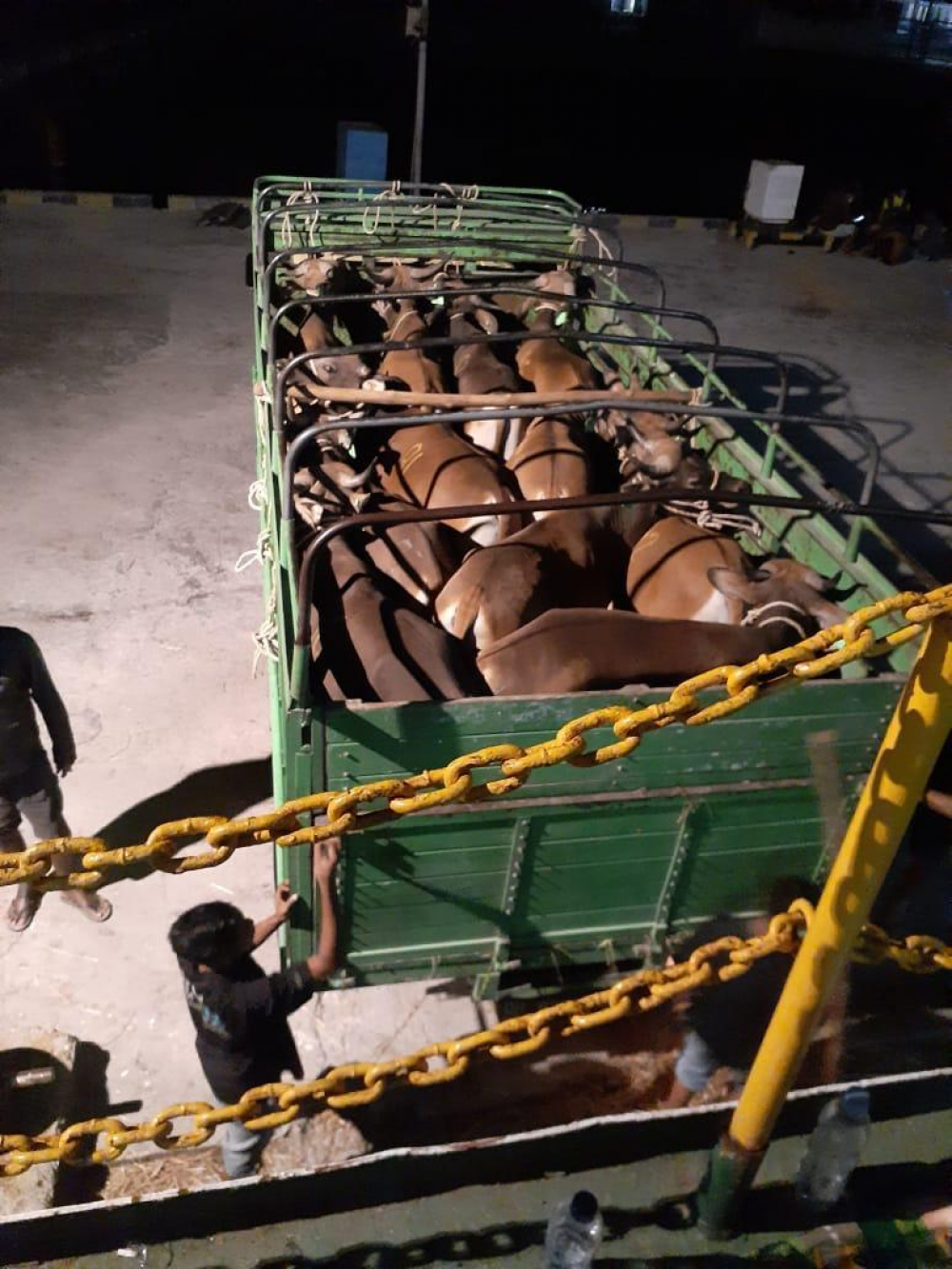 DUKUNGAN TERHADAP SWASEMBADA PANGAN, ENAM KAPAL TERNAK TERUS BEROPERASI DI MASA PANDEMI COVID-19