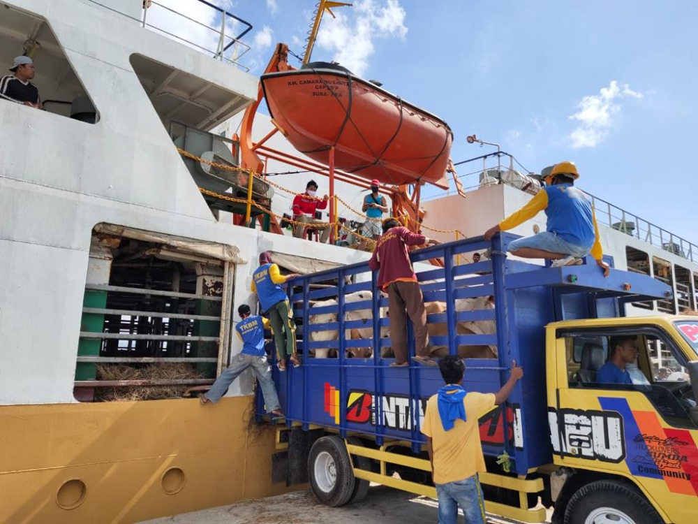 6 TAHUN KEBERADAAN KAPAL TERNAK, KEMENHUB DORONG WUJUDKAN SWASEMBADA DAGING DI INDONESIA